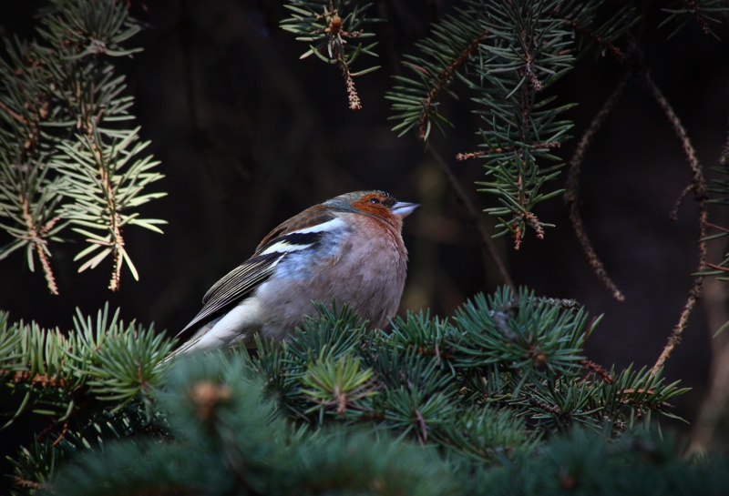 Сейчас спою
