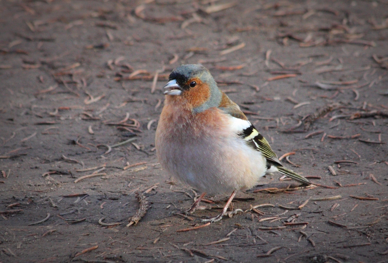А меня прослушаете?