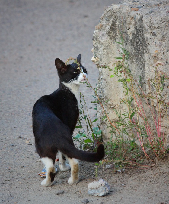 Хитрый Черныш