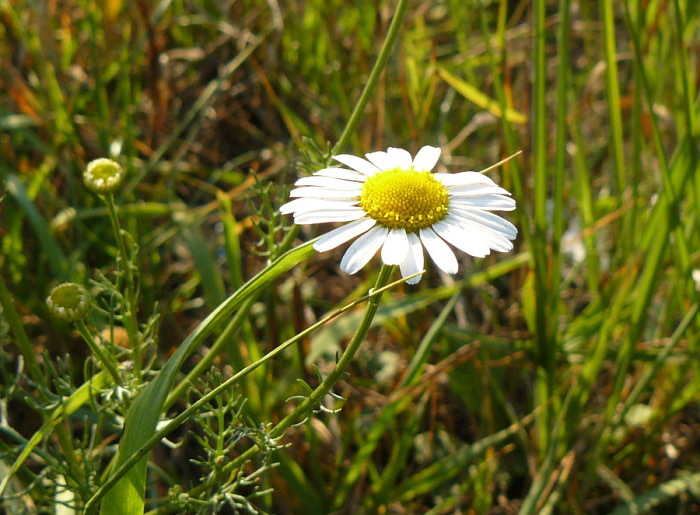 Луговая гадалка
