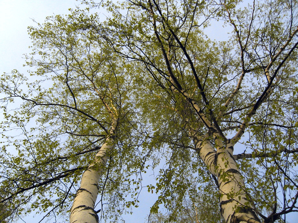 Две подруги