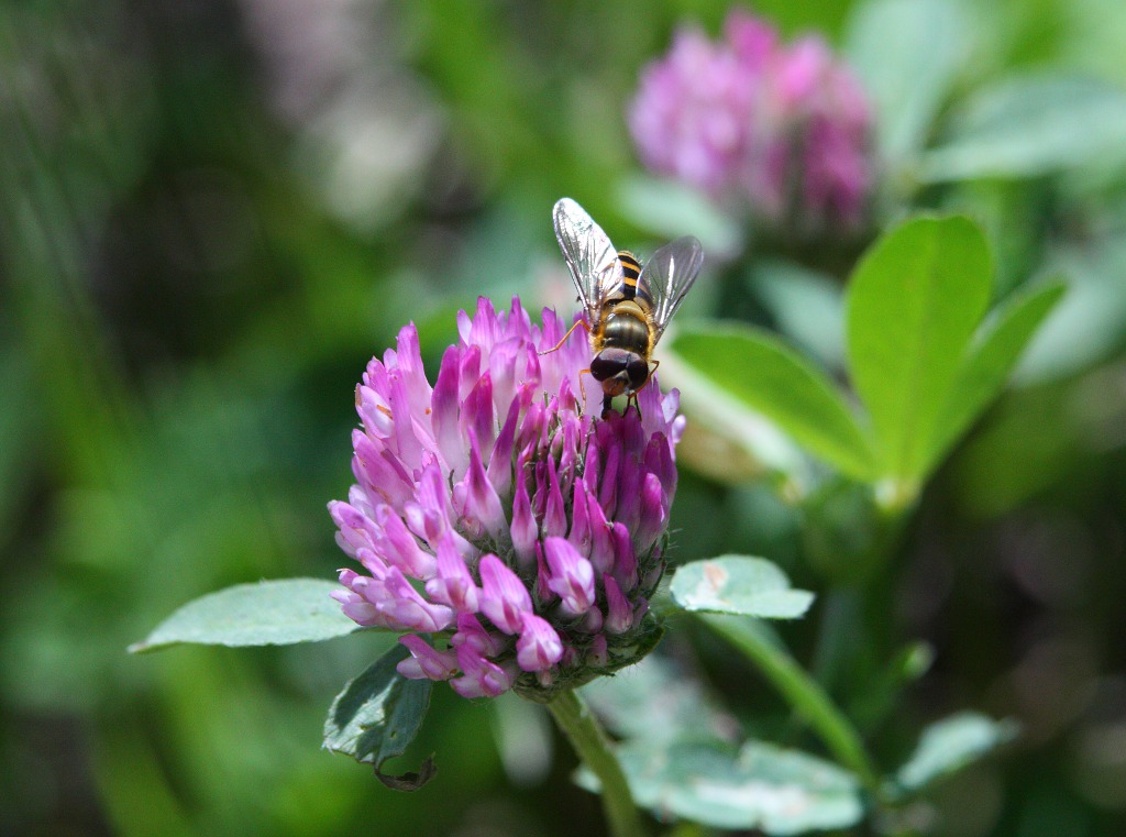 Где угощенья?