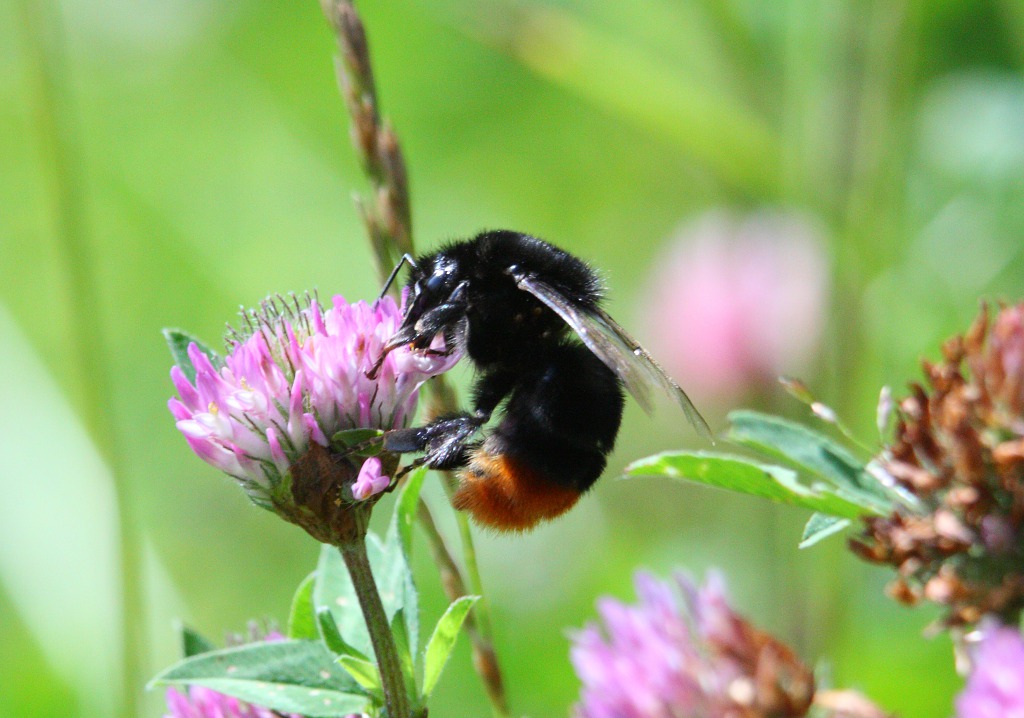 Трудоголик