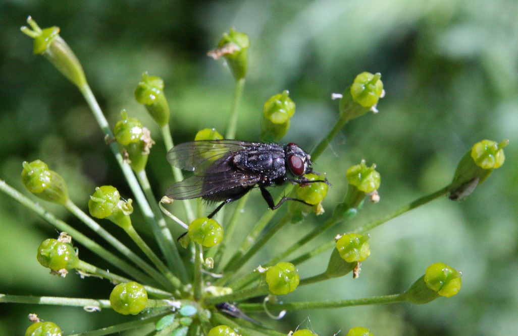 Мармеладки